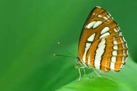 蝴蝶虫类摄影昆虫生物世界
