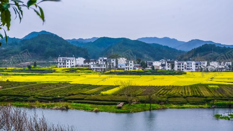 编号：08726509211415398764【酷图网】源文件下载-乡村油菜花田