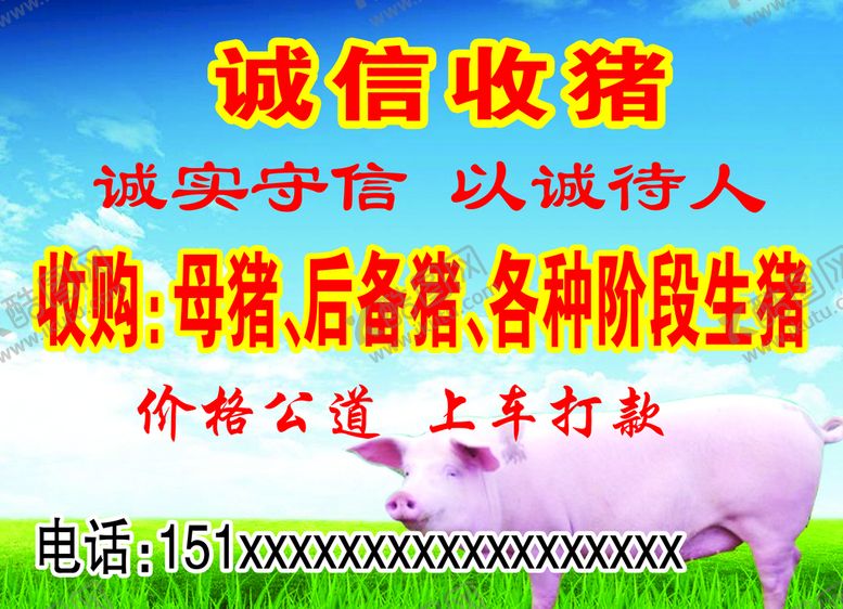 编号：50463910020616591549【酷图网】源文件下载-猪广告