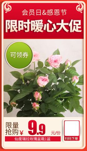 仙度瑞拉玫瑰盆栽加档秒杀会员日
