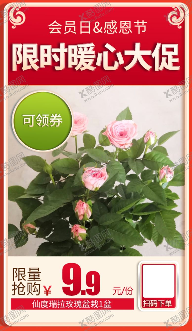 编号：16073605190302551445【酷图网】源文件下载-仙度瑞拉玫瑰盆栽加档秒杀会员日