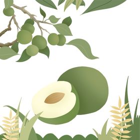 芒种插画