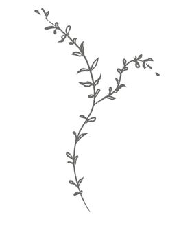 手绘花png素材草免抠
