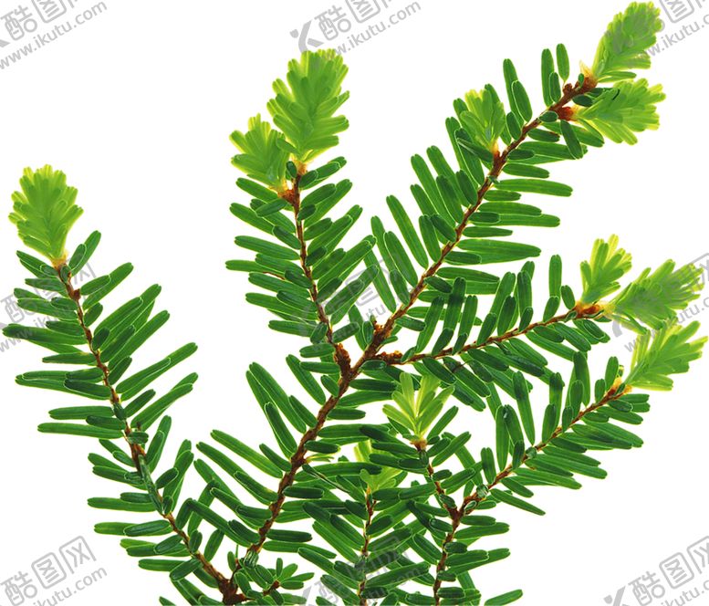 编号：30844009261508382548【酷图网】源文件下载-绿色相框