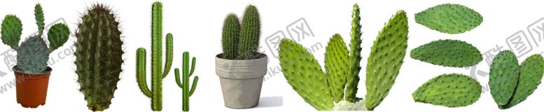 编号：55250210041001548572【酷图网】源文件下载-仙人掌png免扣高清素材