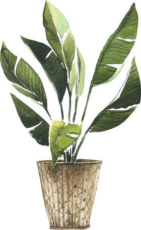 植物盆栽手绘