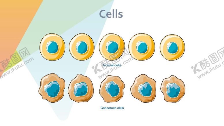 编号：82953902010143111023【酷图网】源文件下载-细胞生物学和组织学