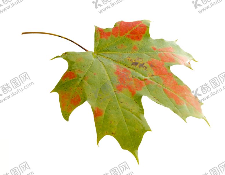 编号：99544910091042467491【酷图网】源文件下载-枫叶