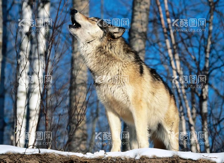 编号：37502501162256548273【酷图网】源文件下载-雪地山林独狼咆哮