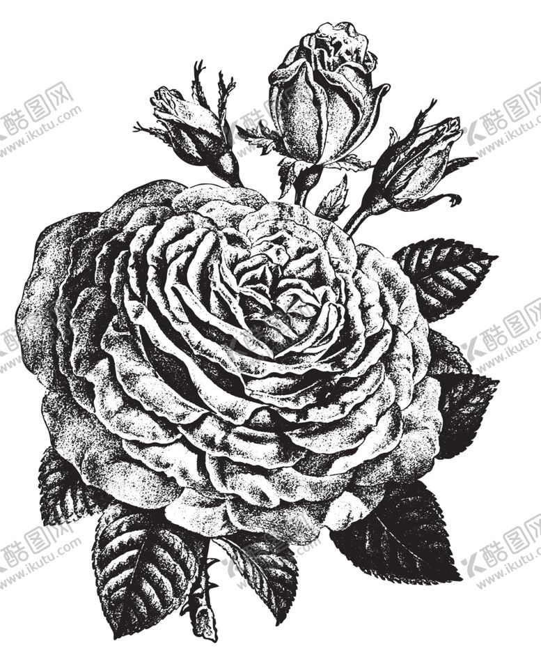编号：80054210252124119252【酷图网】源文件下载-素描绘画植物花朵