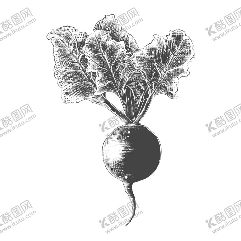 编号：46473007080349462494【酷图网】源文件下载-素描蔬菜