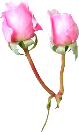 手绘花卉婚宴请柬水彩浪漫温馨