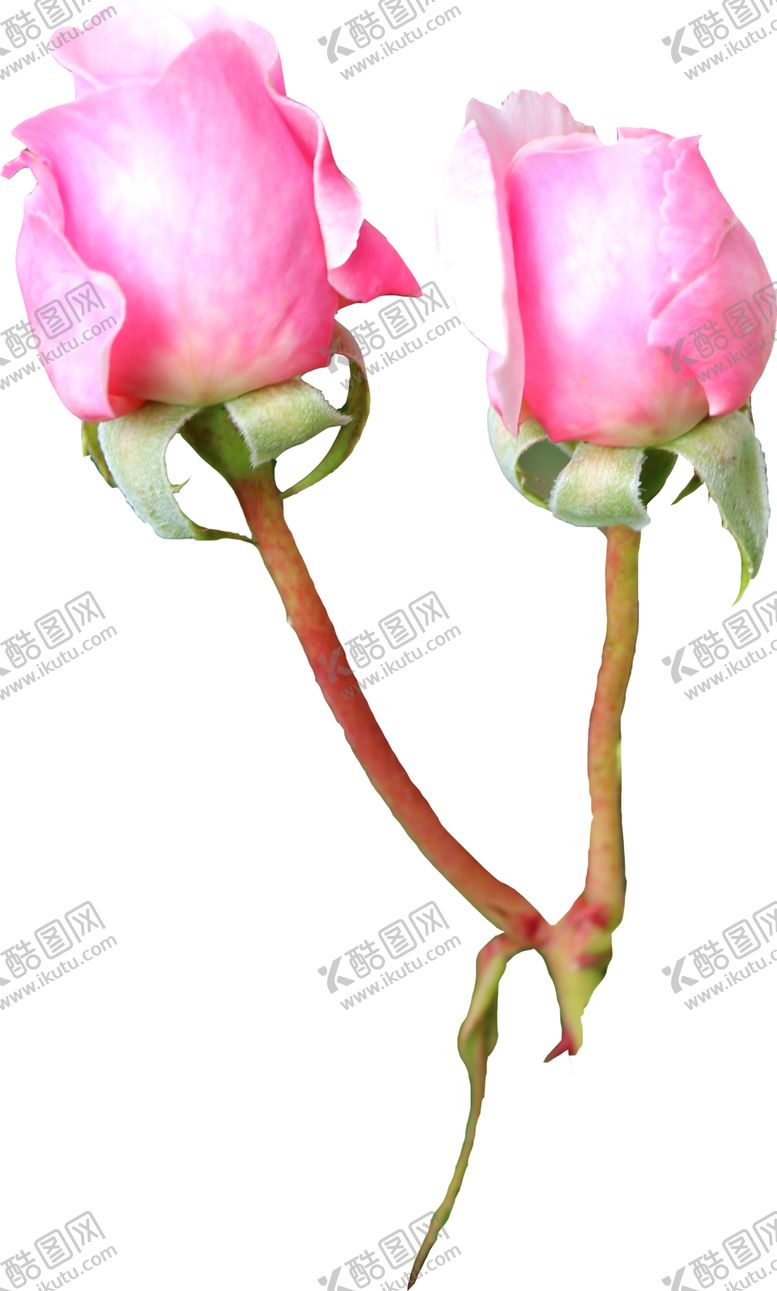 编号：46930801141733198071【酷图网】源文件下载-手绘花卉