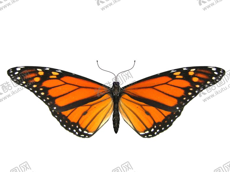 编号：74151609280739575839【酷图网】源文件下载-精美蝴蝶图案