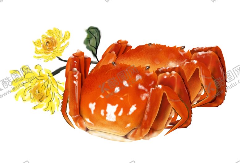 编号：25033109271926389398【酷图网】源文件下载-菊花素材