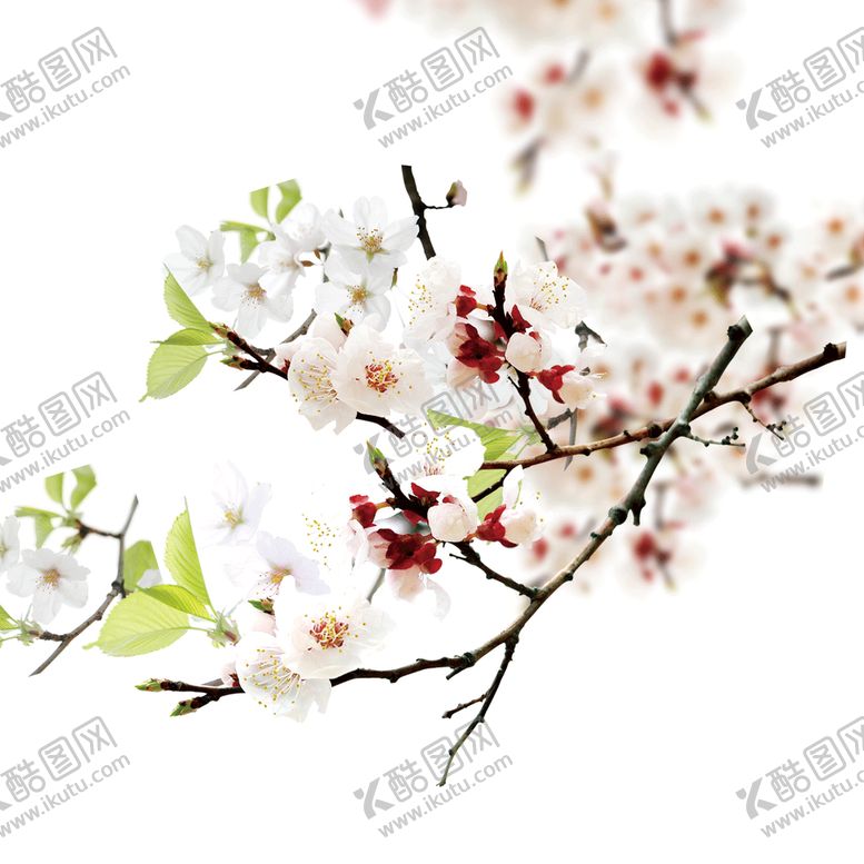 编号：91738010120824052380【酷图网】源文件下载-古风花朵  