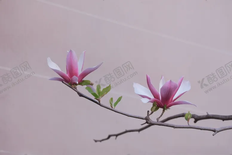 编号：86333912132350162010【酷图网】源文件下载-玉兰花