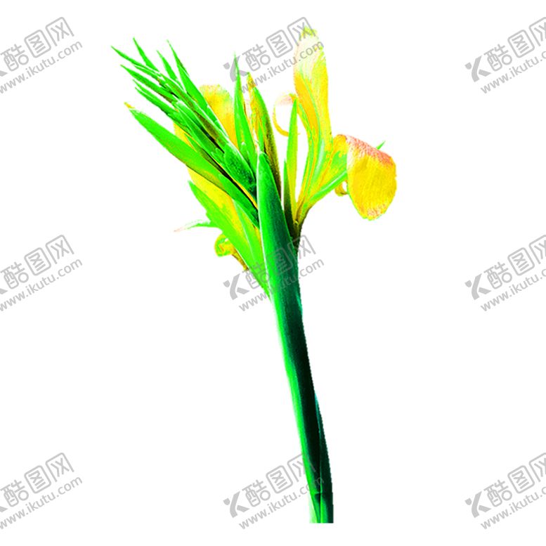 编号：34036406231854153917【酷图网】源文件下载-花素材