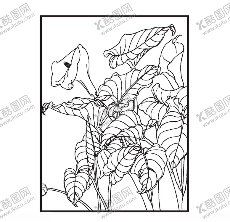 编号：55081010030535157358【酷图网】源文件下载-马蹄莲