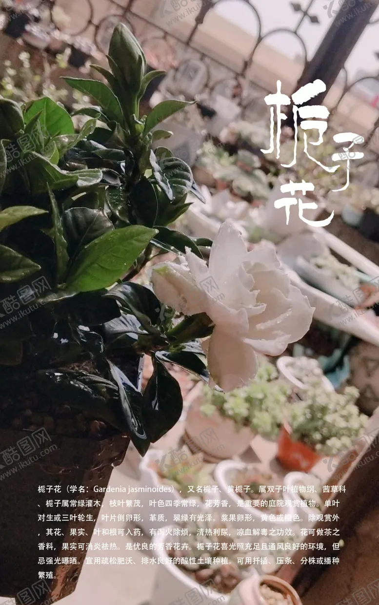编号：90051204130112106547【酷图网】源文件下载-栀子花