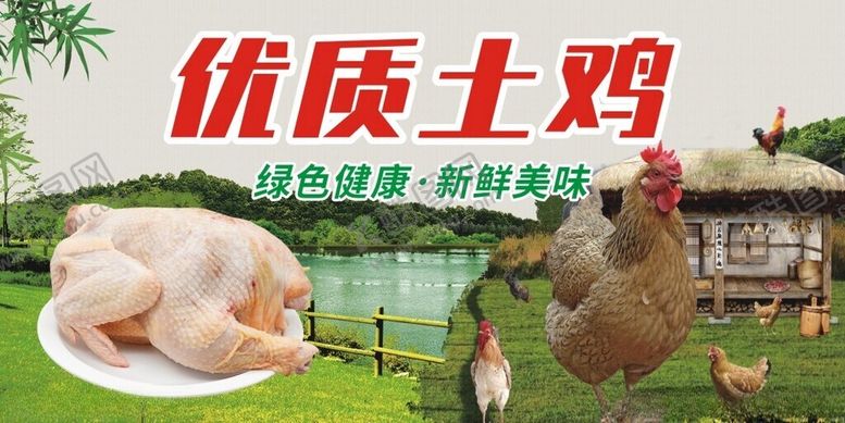 编号：86249401210359224074【酷图网】源文件下载-土鸡