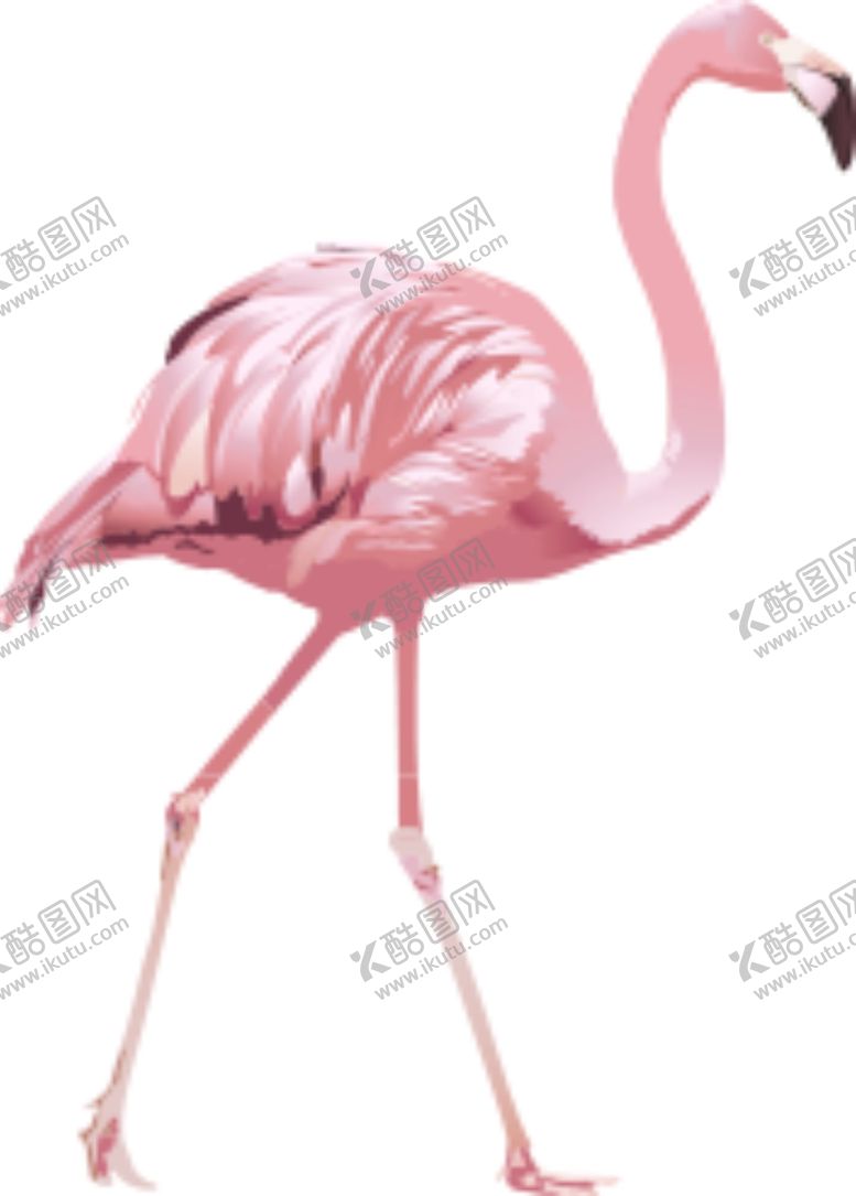 编号：90918210220508321293【酷图网】源文件下载-火烈鸟