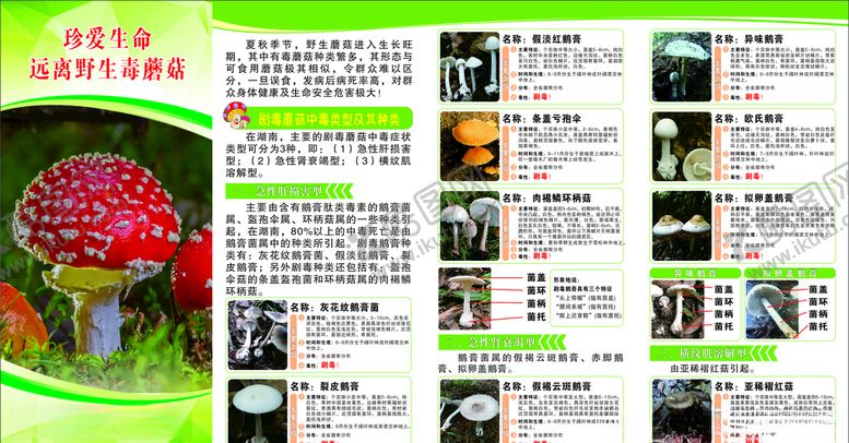 编号：55897007040512261259【酷图网】源文件下载-食品安全