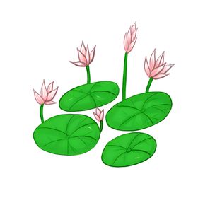 荷花素材夏日叶插画夏至