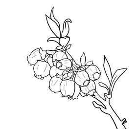 蓝莓