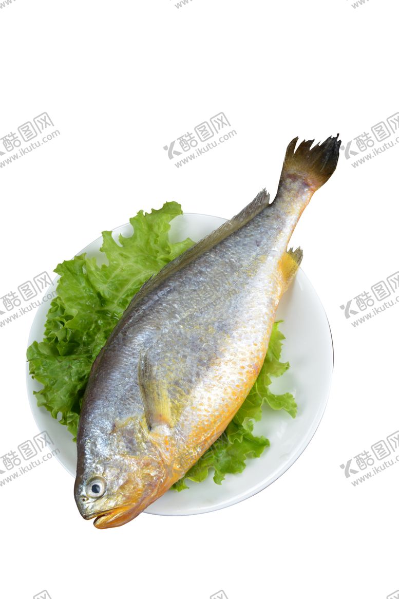 编号：74161709272255353800【酷图网】源文件下载-大黄花鱼