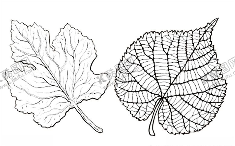 编号：91639809180609023226【酷图网】源文件下载-植物叶脉矢量元素