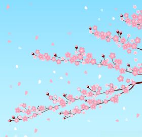 樱花