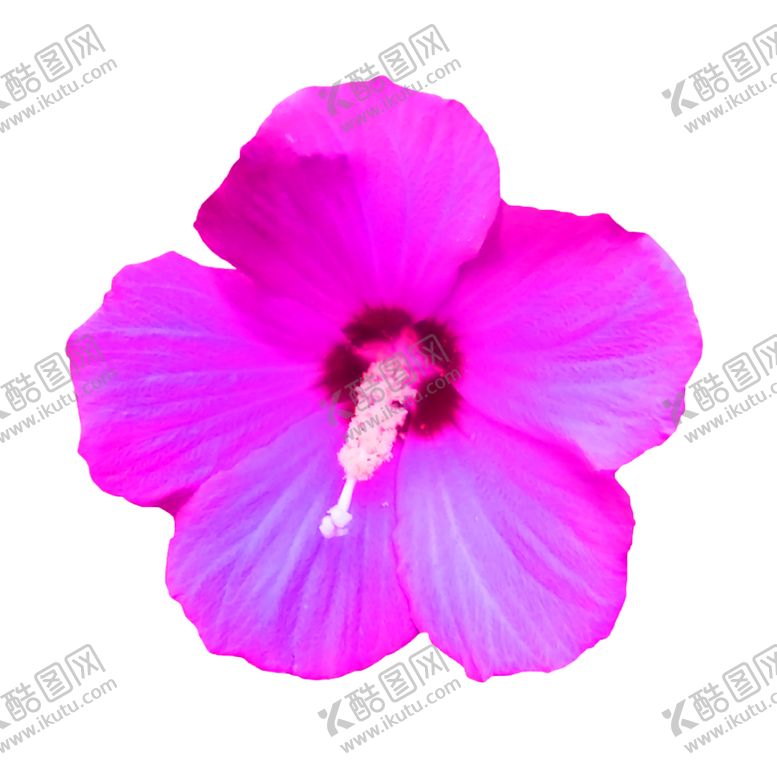 编号：84145609290822449036【酷图网】源文件下载-花素材