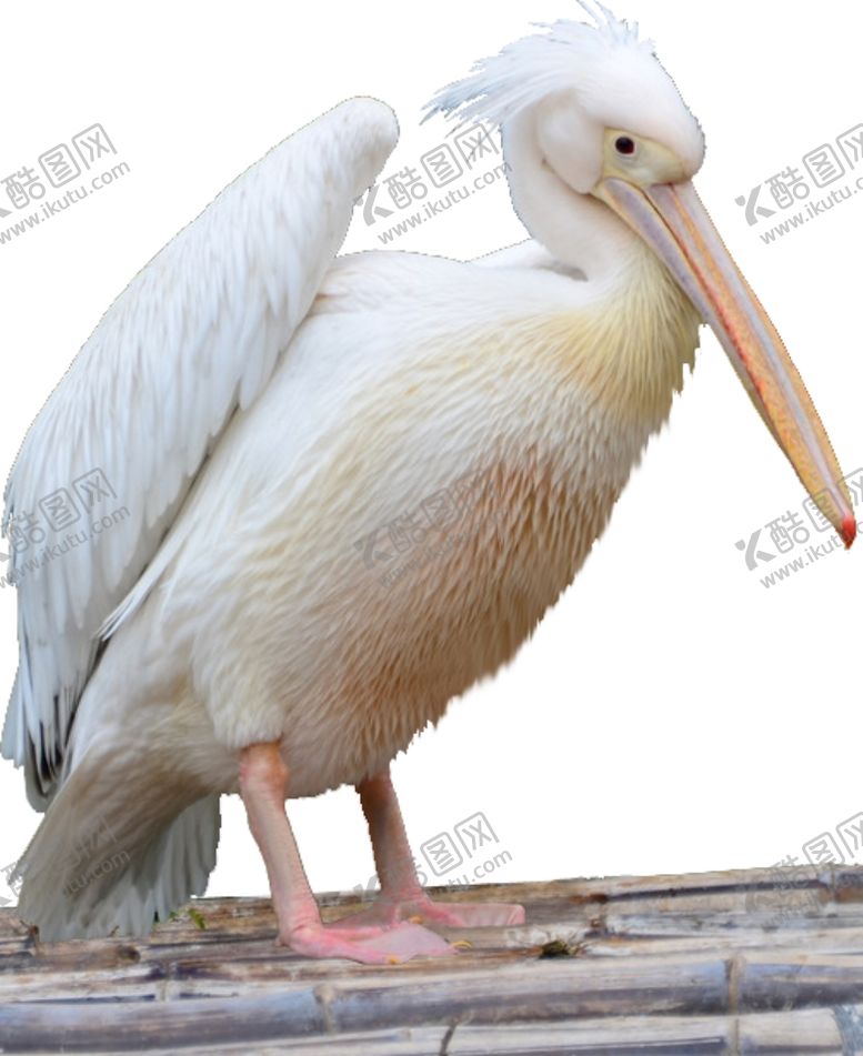 编号：97324509101416263463【酷图网】源文件下载-白鸬鹚