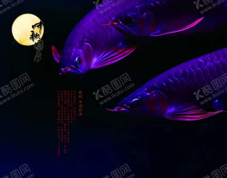 编号：72768711271652512844【酷图网】源文件下载-红龙鱼水族观赏鱼摄影