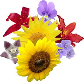 一束鲜花