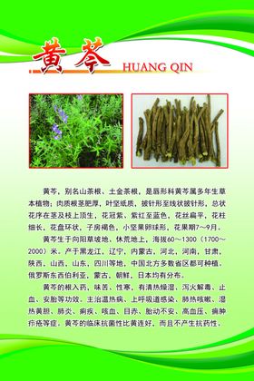 黄芩