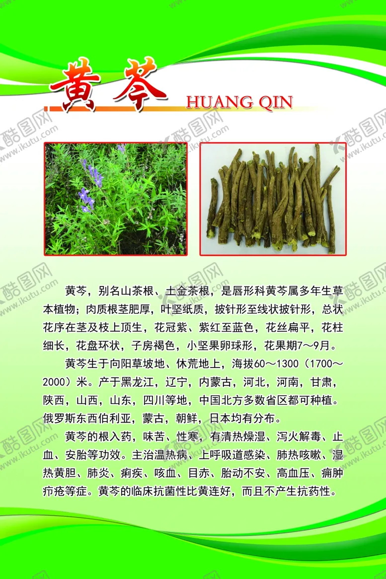 编号：88677907010934341196【酷图网】源文件下载-黄芩
