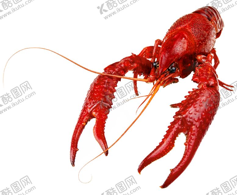 编号：25786109271214109965【酷图网】源文件下载-龙虾
