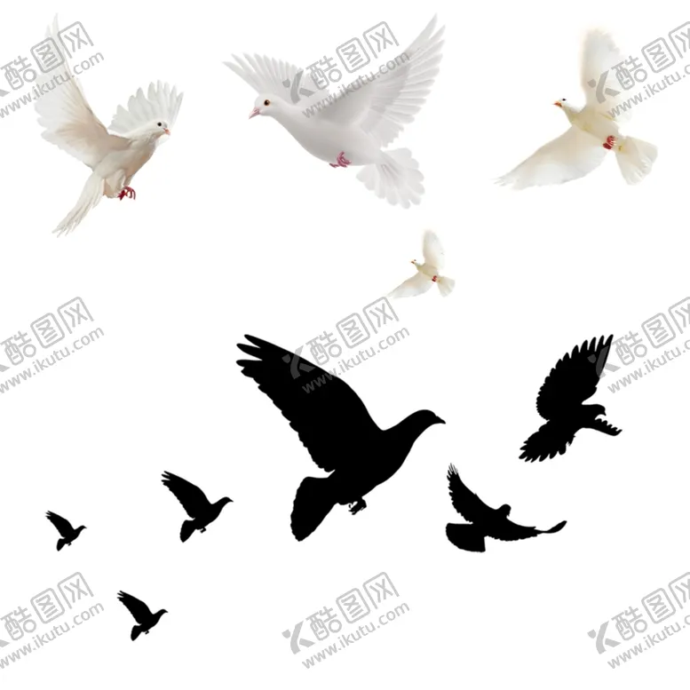 编号：58699402160152211952【酷图网】源文件下载-和平鸽