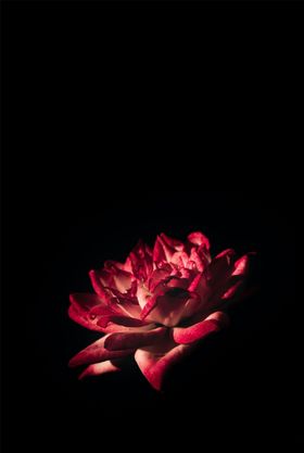 玫瑰花黑背景菜单