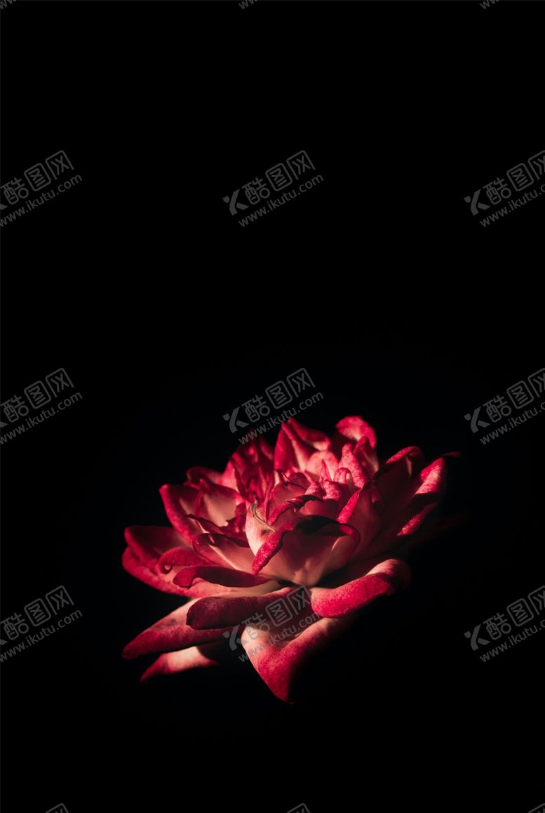 编号：96981107011540152033【酷图网】源文件下载-黑暗中的玫瑰花