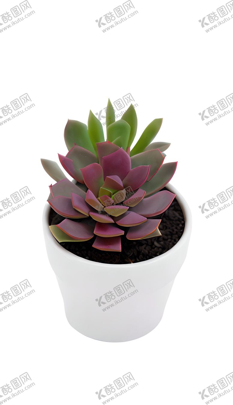 编号：16576501211050506166【酷图网】源文件下载-多肉盆栽植物免抠元素