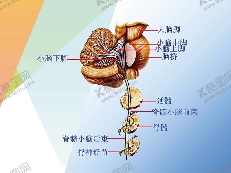编号：98692201262213452648【酷图网】源文件下载-神经系统 
