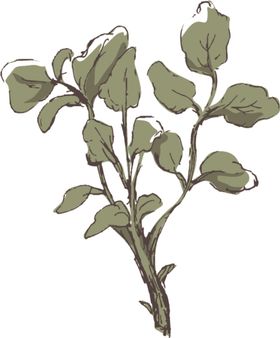 素描鲜花