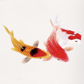 锦鲤