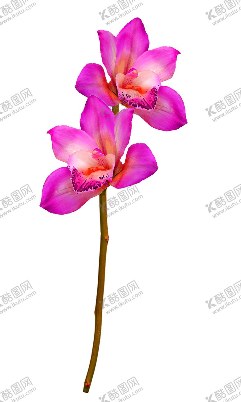 编号：92541606282216445549【酷图网】源文件下载-鲜花素材