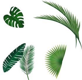 芭蕉叶热带