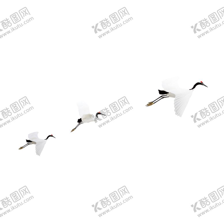 编号：76089404071903071952【酷图网】源文件下载-仙鹤元素