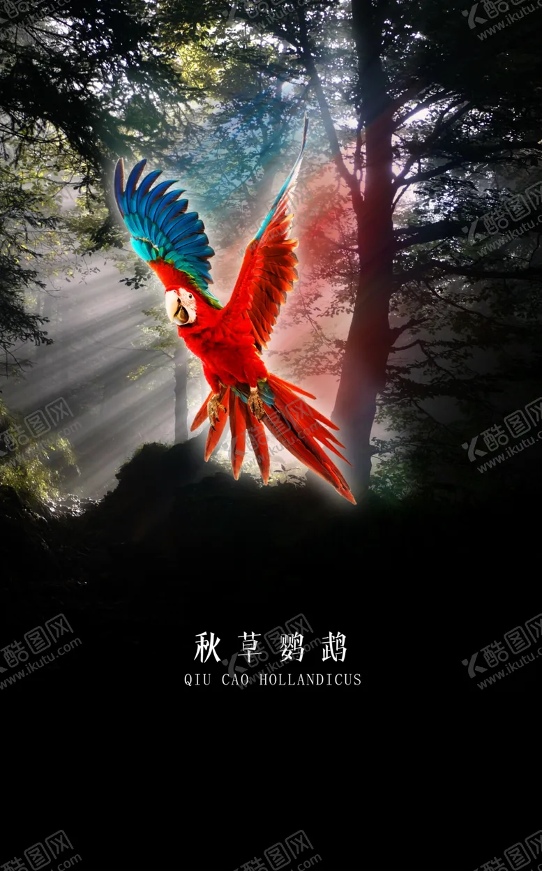 编号：18106102010458308163【酷图网】源文件下载-金钢鹦鹉